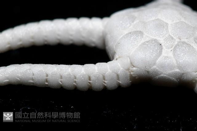 深海粗蛇尾藏品圖，第7張