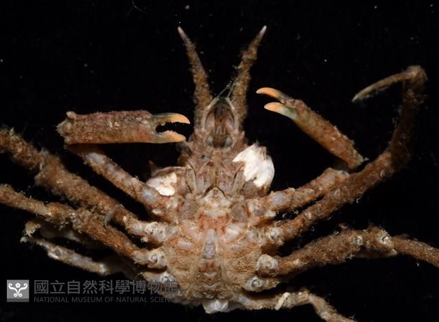 未知種長腿蟹藏品圖，第7張