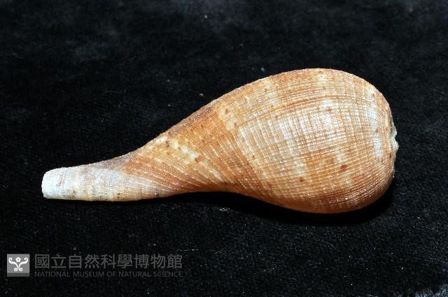 小枇杷螺藏品圖，第7張