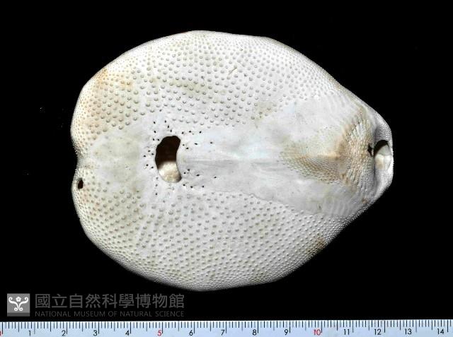 秀麗布萊海膽藏品圖，第7張