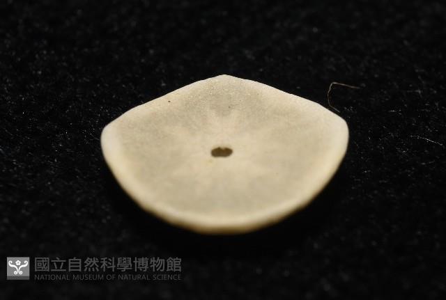 馬氏海錢(馬氏扣海膽)藏品圖，第7張