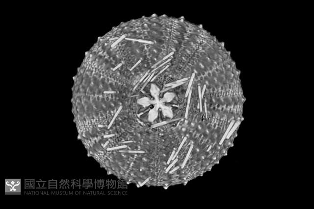 芮氏刻肋海膽藏品圖，第7張