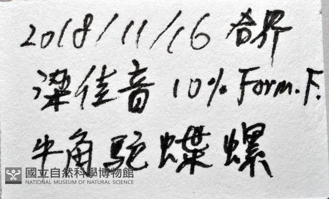 牛角蝶螺藏品圖，第7張