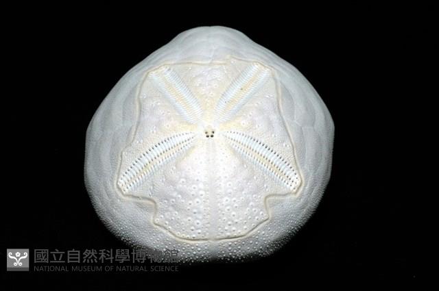 心形海壺藏品圖，第7張