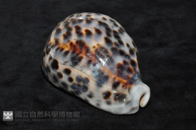 黑星寶螺藏品圖，第7張
