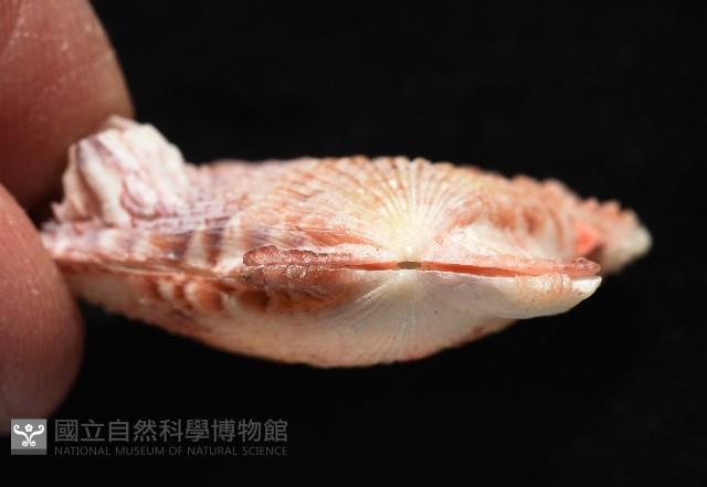 垂簾海扇蛤藏品圖，第7張