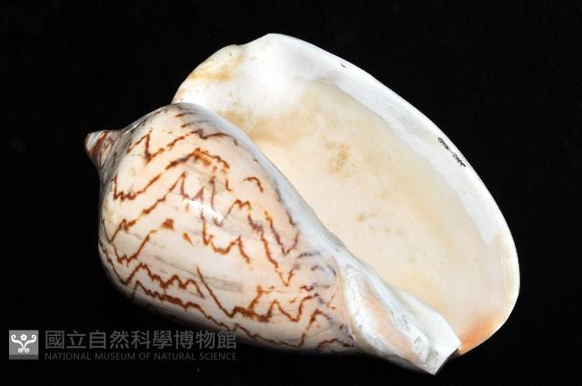 舞袖渦螺藏品圖，第7張