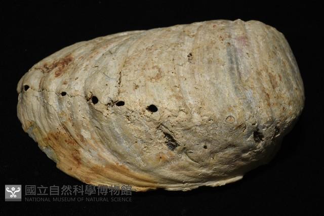 孔雀鮑螺藏品圖，第7張