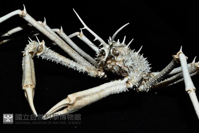 羚角密刺蟹藏品圖，第7張