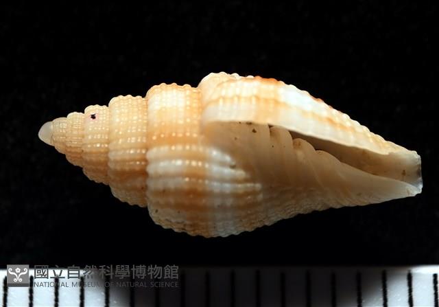 西非渦筆螺藏品圖，第7張