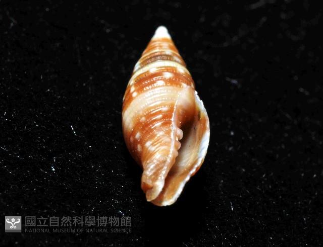 小珠筆螺藏品圖，第7張