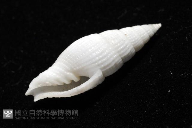 玉麟蛹筆螺藏品圖，第7張