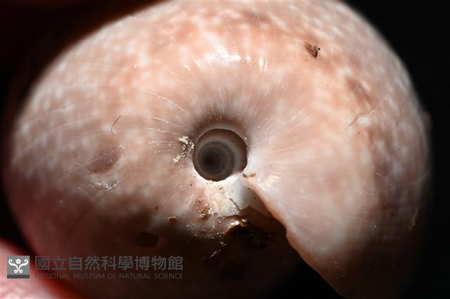 棗螺藏品圖，第7張
