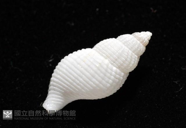 大溪峨螺(新種)藏品圖，第7張