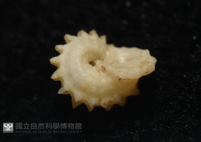 小夜曲花冠螺藏品圖，第7張
