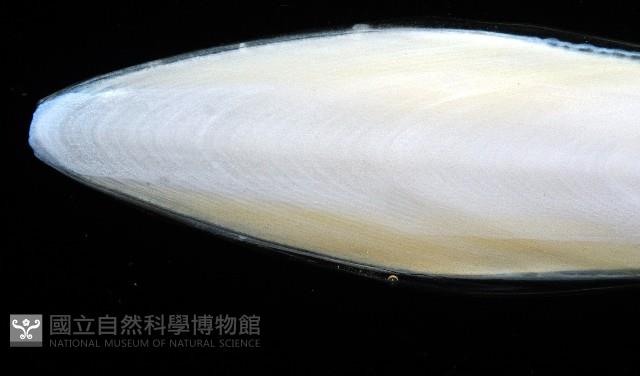 叉尾烏賊藏品圖，第7張