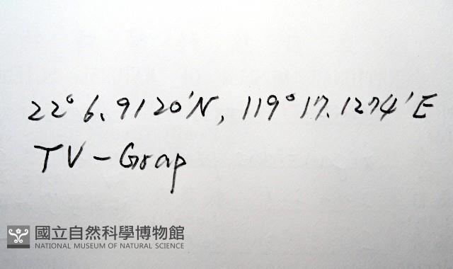 平端深海殼菜蛤藏品圖，第7張