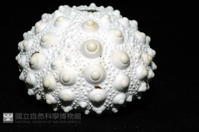 石筆海膽(鉛筆海膽)藏品圖，第7張