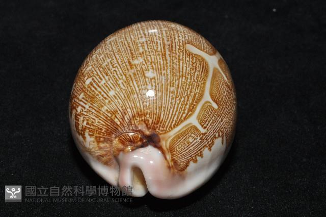 泛紅地圖寶螺藏品圖，第7張