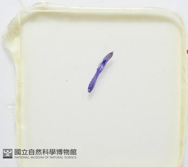 新種葉槽絛蟲藏品圖，第7張