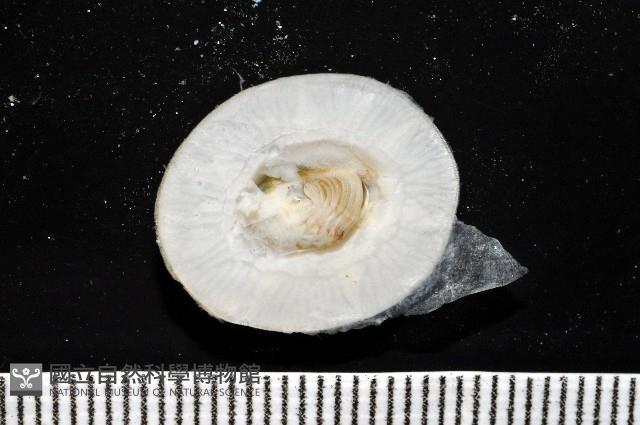 龜藤壺藏品圖，第7張