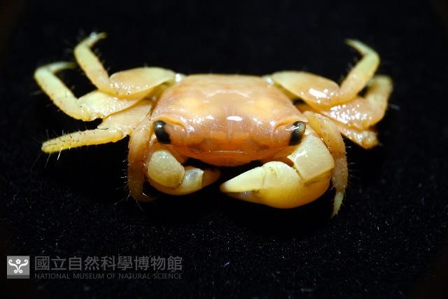 珊瑚擬相手蟹藏品圖，第7張