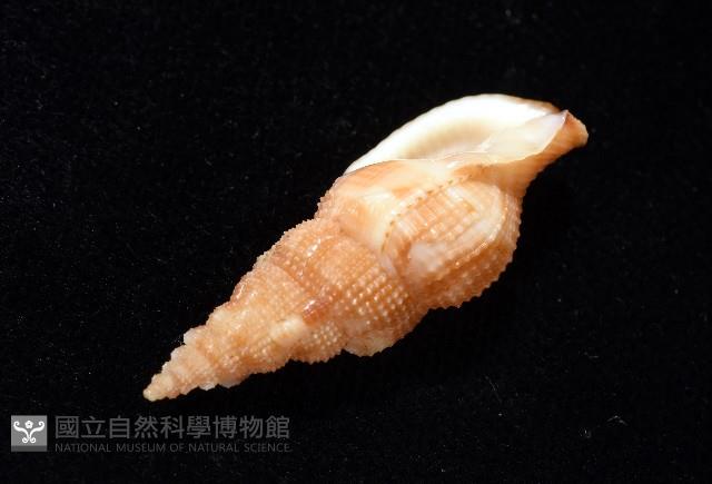 細鋸布紋螺藏品圖，第7張