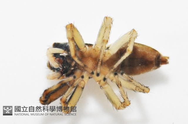 多色金毛蛛藏品圖，第7張