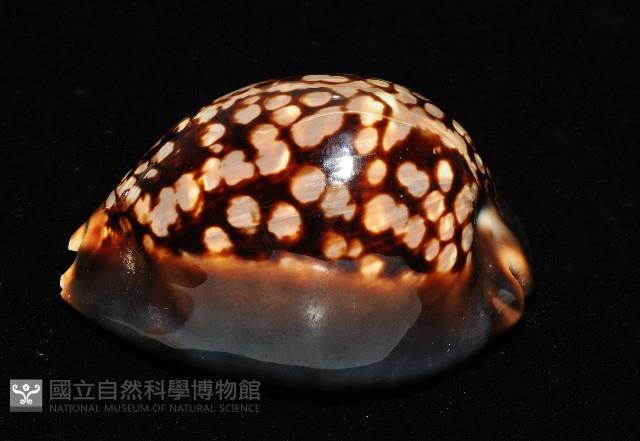 龜甲寶螺藏品圖，第7張