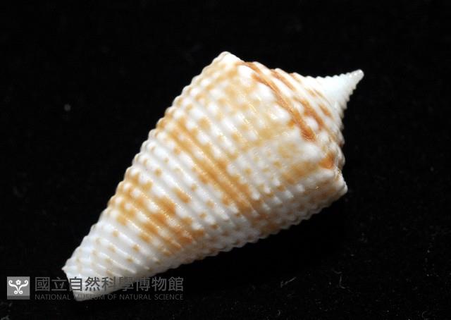 土生芋螺(新種)藏品圖，第7張