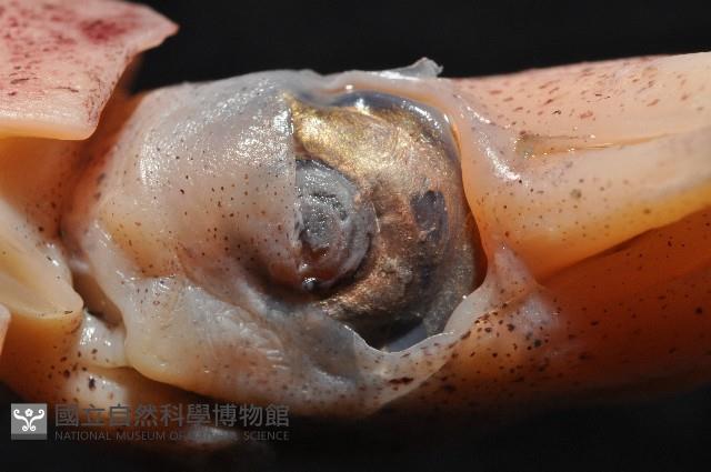 深海玻璃魷魚藏品圖，第7張