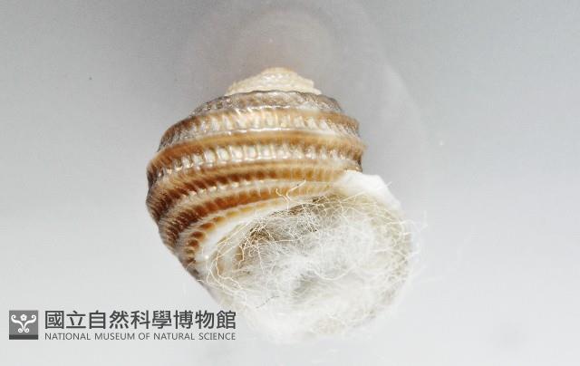 琉金雕鐘螺藏品圖，第7張