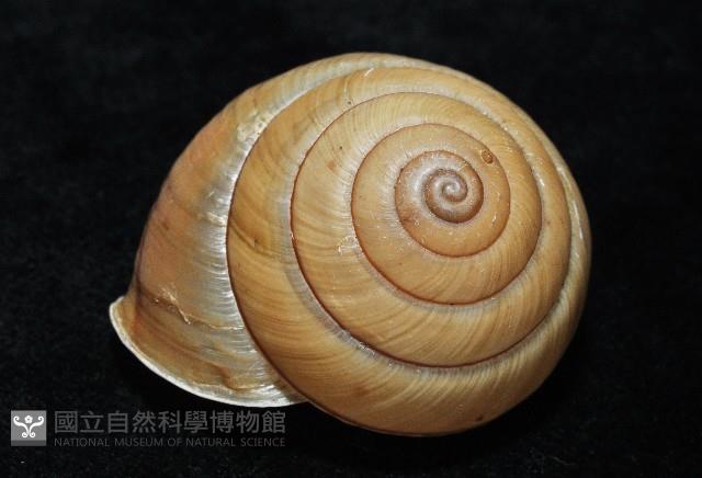 金崙栗蝸藏品圖，第7張