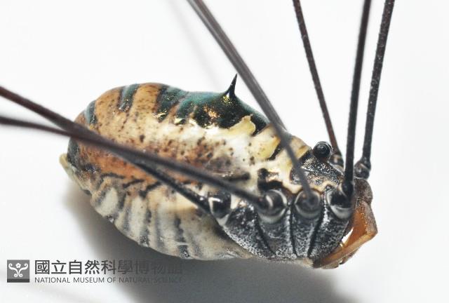 背斑偽盾刺盲蛛藏品圖，第7張