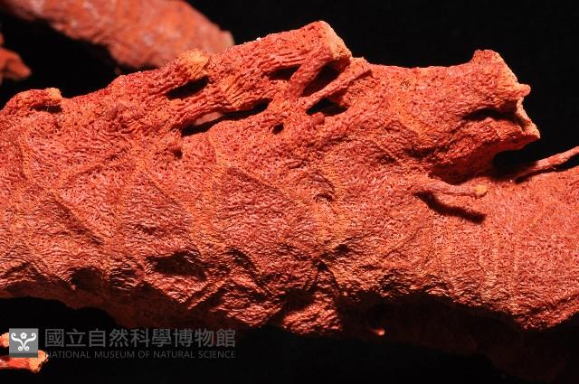 紅扇珊瑚藏品圖，第7張