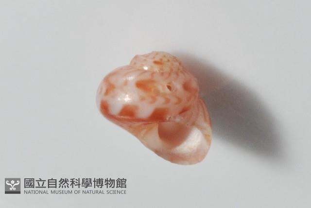 夏伊拉蠑螺藏品圖，第7張