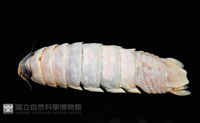 未知種紡錘水虱藏品圖，第7張