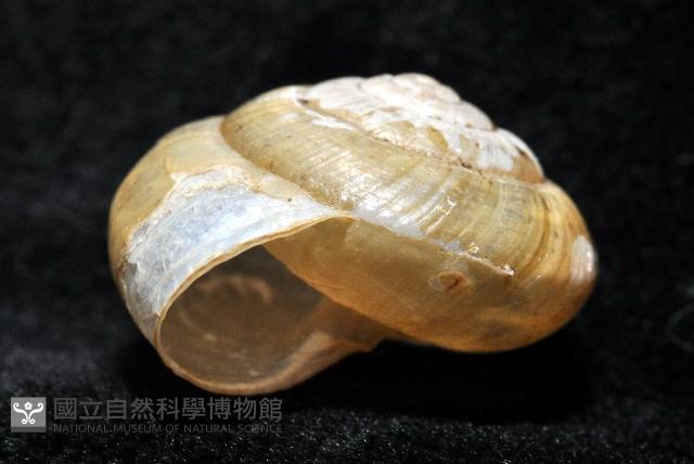 阿禮高腰蝸牛藏品圖，第7張