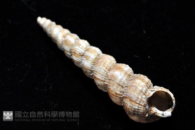 火燄海螄螺藏品圖，第7張
