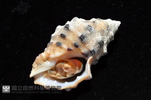 新種岩螺藏品圖，第7張