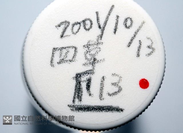 臺灣花瓣蛤藏品圖，第7張