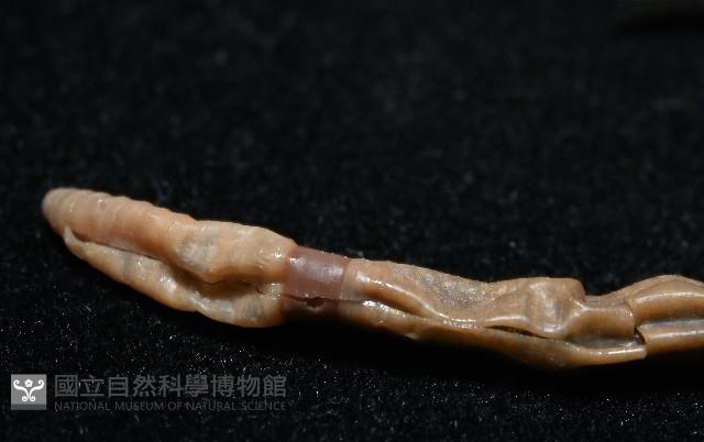 墾丁遠環蚓藏品圖，第7張