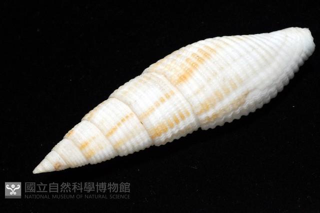卿祐筆螺藏品圖，第7張