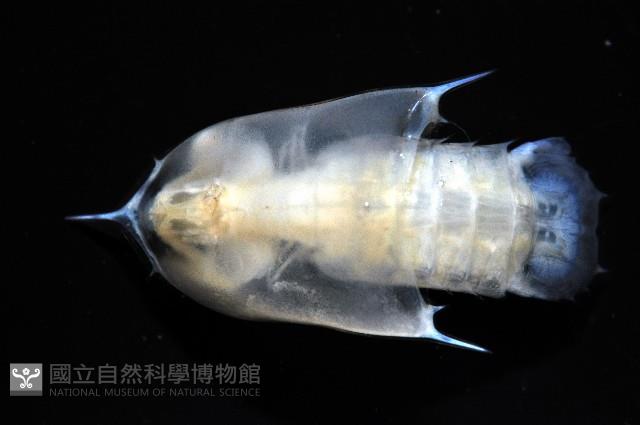 未知種蝦蛄幼生藏品圖，第7張