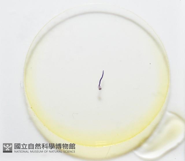 新種棘槽絛蟲藏品圖，第7張
