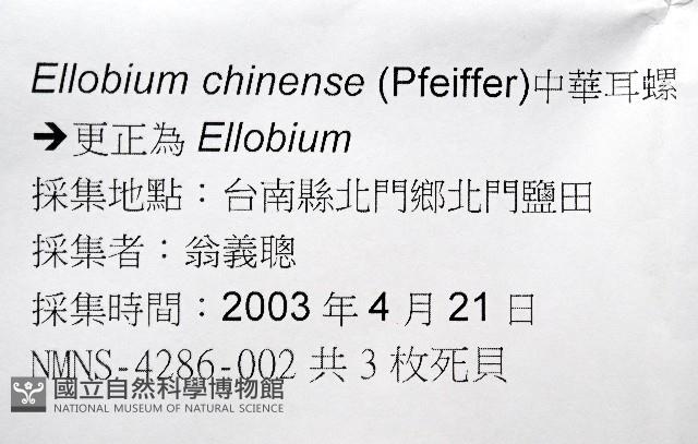 中華大耳螺藏品圖，第7張