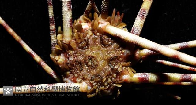 環棘深淵沙棱海膽藏品圖，第7張