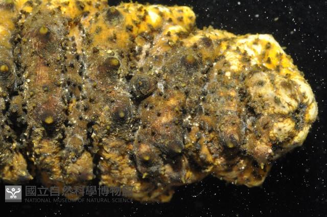 未知種海參藏品圖，第7張