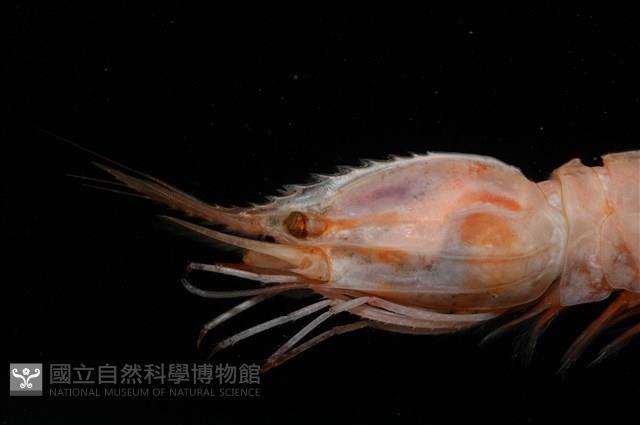 思氏不對稱鰓虱藏品圖，第7張