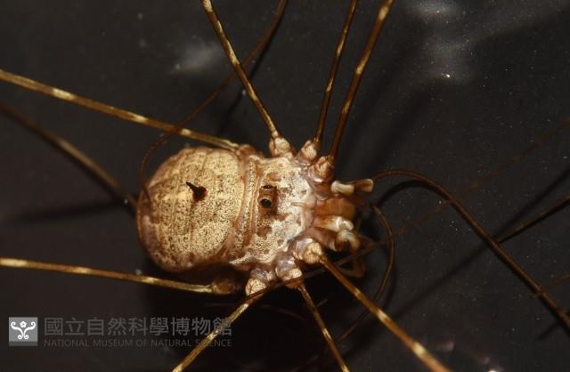 登錄號:007926-00002藏品圖，第7張